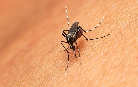 close up of mosquito on skin