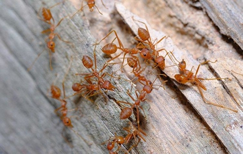 Fire ants crawling on wooden fence