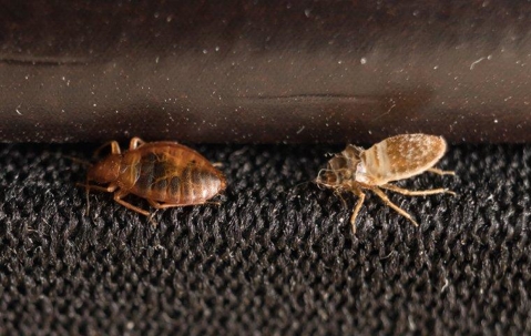 Bed bugs crawling on fabric of luggage