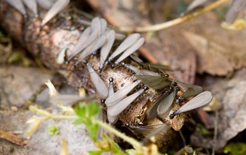 Termite Swarmers on a stick