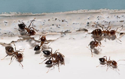 Ants crawling inside of a home.