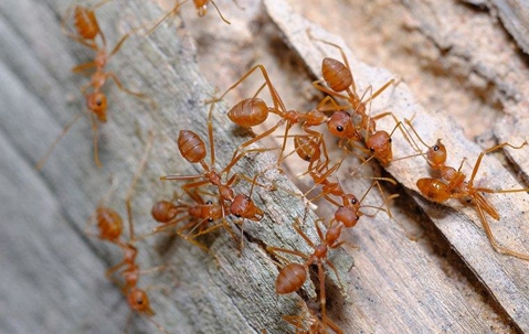 Fire Ants crawling on wood.